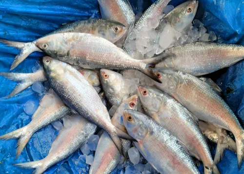 Surma Fish Products